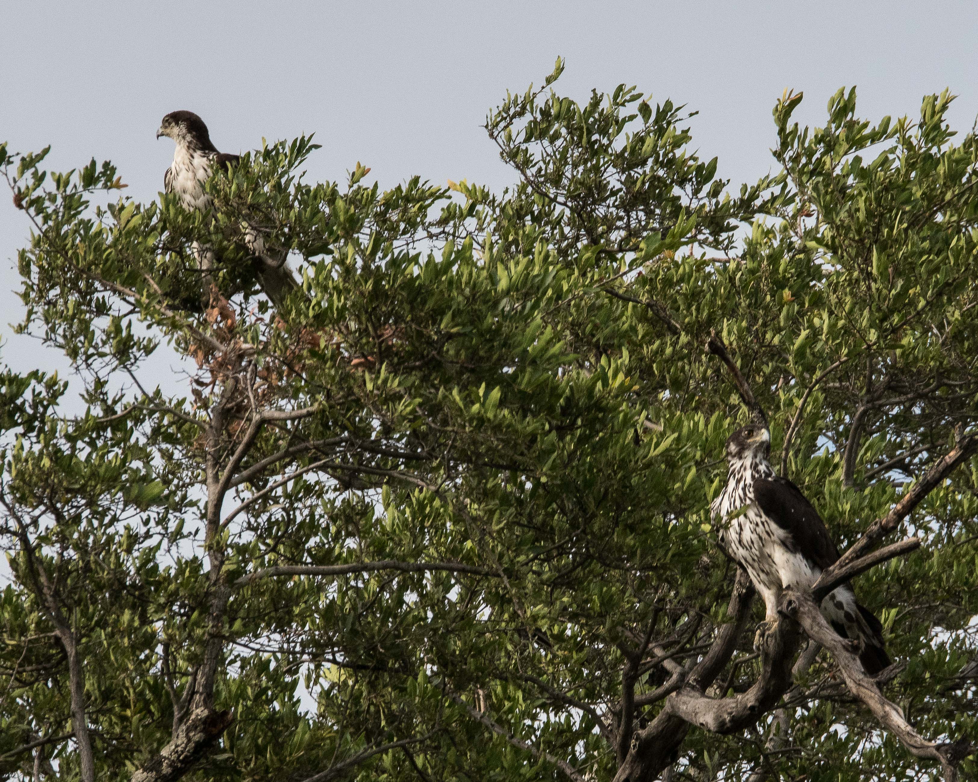 Aigle fascié (African Hawk-Eagle, Aquila spilogaster), couple, Kwando-lagoon, Botswana.